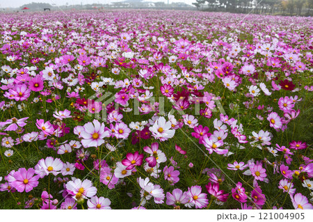 Cosmos Field Cosmos Field 121004905