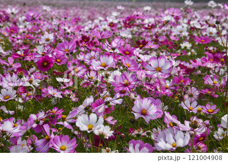Cosmos Field 121004908