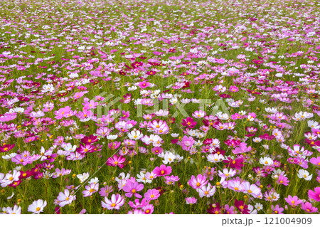 Cosmos Field 121004909