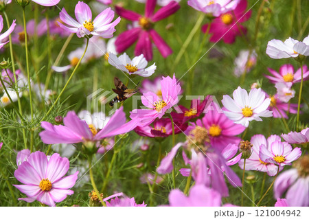 Cosmos Field 121004942