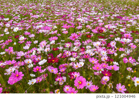 Cosmos Field 121004946