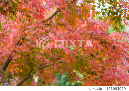 楓 カエデ メープル 121005029