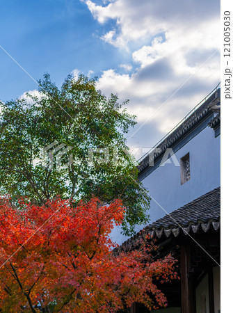 楓 カエデ メープル 121005030