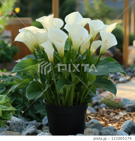 Calla leaves, Araceae plant, Calla palustris, bog arum, marsh calla, wild calla green foliage in garden 121005174