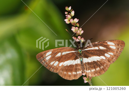 コミスジ 121005260