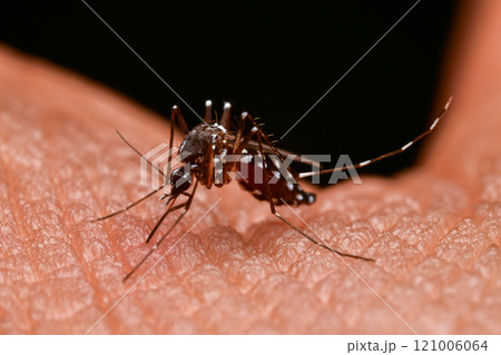 Mosquitoes sucking human blood 121006064