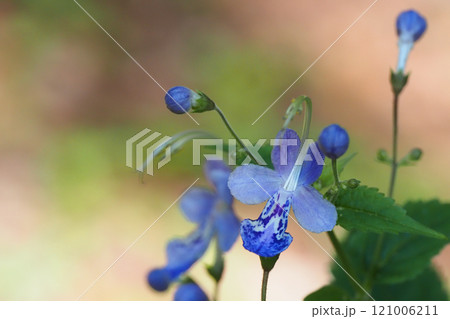 カリガネソウの花 カリガネソウの花 121006211