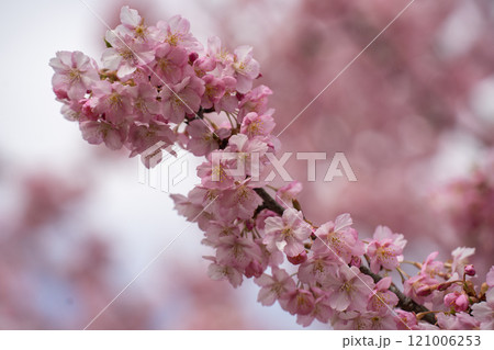 3月初旬の河津桜 3月初旬の河津桜 121006253