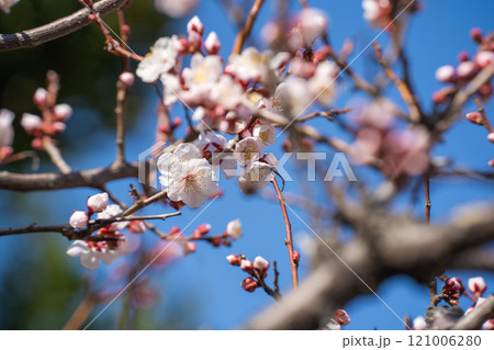 2月下旬の満開の梅の花 121006280