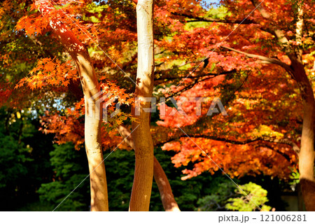 東京　小石川後楽園　赤く染まったもみじの紅葉の風景 121006281
