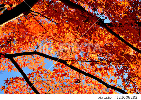 東京　小石川後楽園　赤く染まったもみじの紅葉の風景 121006282