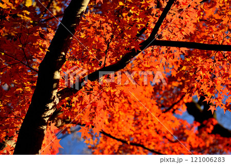 東京　小石川後楽園　赤く染まったもみじの紅葉の風景 121006283