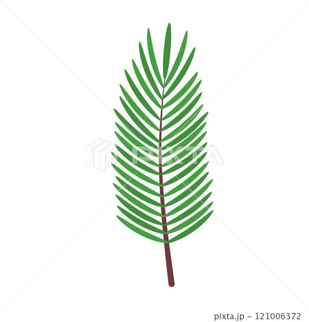 Fir or pine twig. Christmas decoration isolated on white background. 121006372