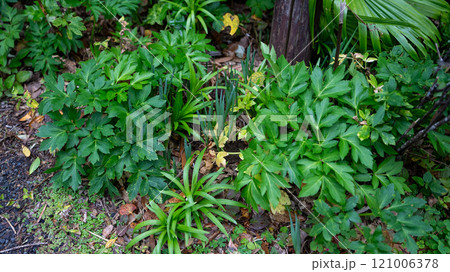 八丈島の明日葉 121006378
