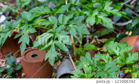 八丈島の明日葉 121006392