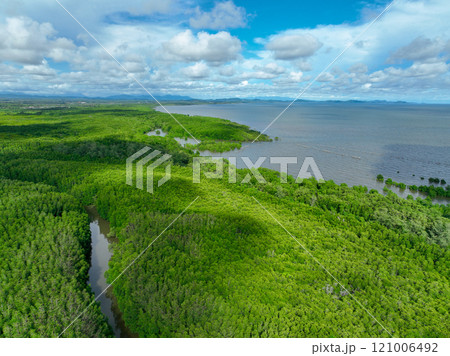 Green mangrove forest. Carbon sequestration and storage. Blue carbon ecosystem. Mitigation of climate change impacts. Mangrove tree capture CO2. Carbon offset. Carbon credits and trading programs. 121006492
