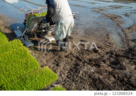 rice-planting 121006524