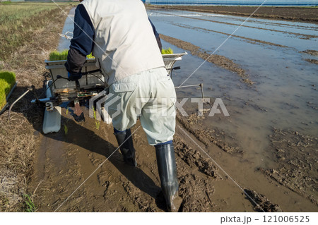 rice-planting 121006525