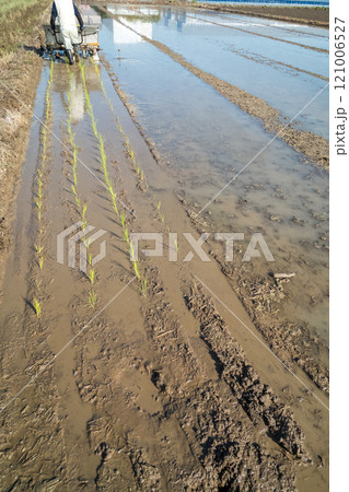 rice-planting rice-planting 121006527