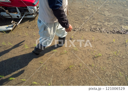 rice-planting rice-planting 121006529