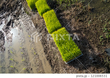 rice-planting 121006531