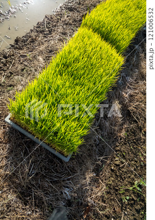 rice-planting 121006532