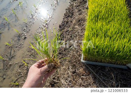 rice-planting 121006533