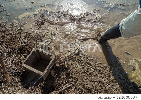 rice-planting 121006537