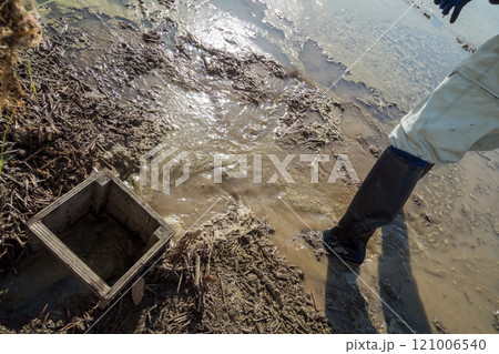 rice-planting 121006540