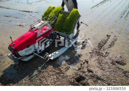 rice-planting 121006550