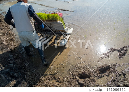 rice-planting rice-planting 121006552