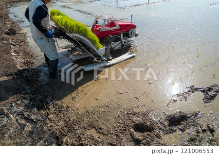 rice-planting 121006553
