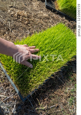 rice-planting 121006559