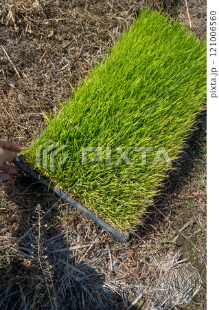 rice-planting 121006560