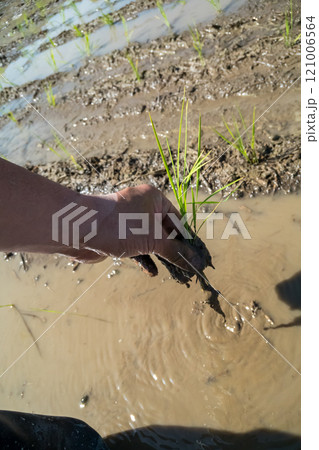 rice-planting 121006564