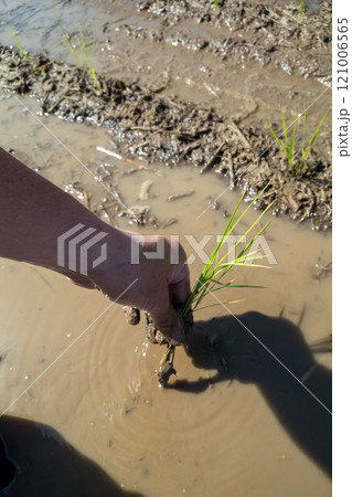 rice-planting rice-planting 121006565