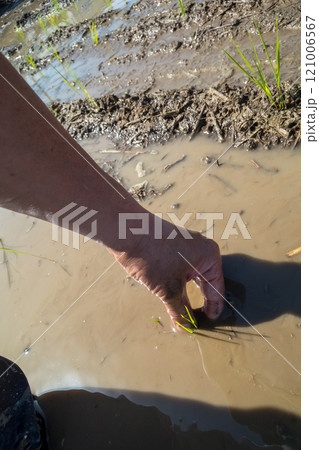 rice-planting 121006567