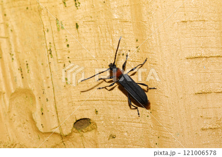 ホタルカミキリ 121006578