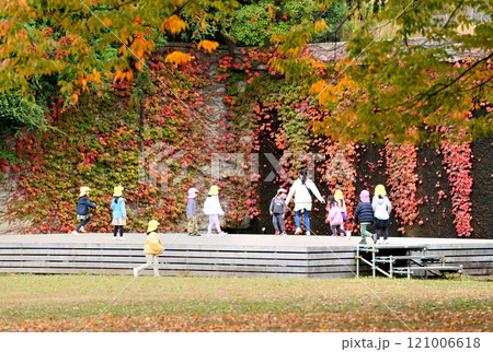 蔦の紅葉真っ盛りの茅ヶ崎中央公園で遊ぶ幼稚園児 121006618