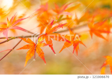 Maple leaves, autumn colors in Japan Maple leaves, autumn colors in Japan 121006670