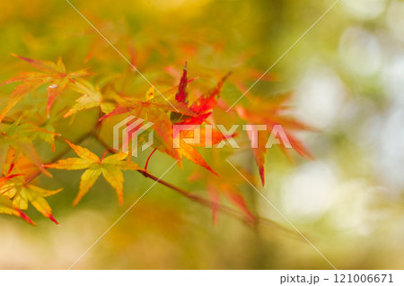 Maple leaves, autumn colors in Japan Maple leaves, autumn colors in Japan 121006671