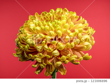 Yellow golden autumn Chrysanthemum red background 121006896