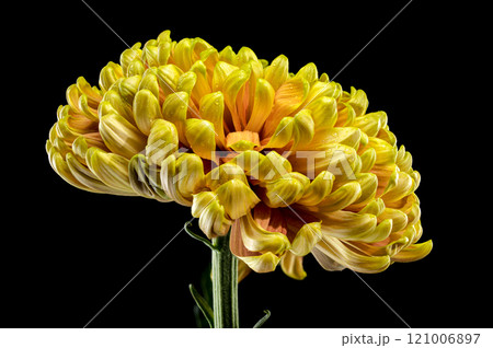 Yellow golden autumn Chrysanthemum black background 121006897