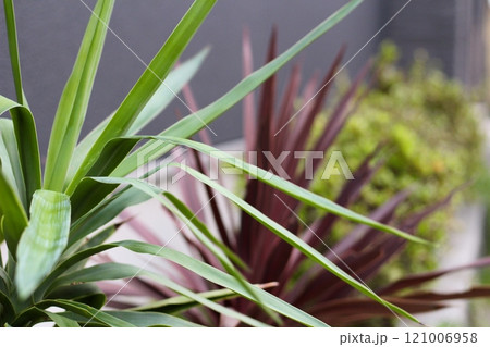 ユッカの葉　コルジリネの葉 121006958