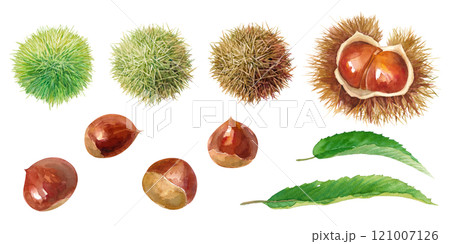 栗の実と毬栗と葉の水彩イラスト。毬栗の成熟グラデーション変化のセット。 121007126