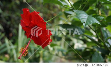 Vibrant Red Hibiscus (Chinese hibiscus-Hibiscus rosa-Sinensis Cooperi) in Full Bloom Vibrant Red Hibiscus (Chinese hibiscus-Hibiscus rosa-Sinensis Cooperi) in Full Bloom 121007670