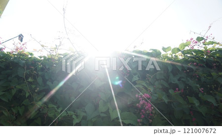 Sunlight Beaming Over Lush Green Vines with Pink Flowers 121007672