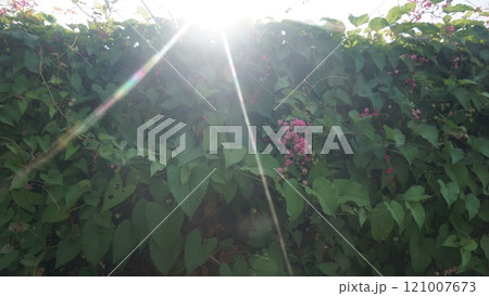 Sunlight Beaming Over Lush Green Vines with Pink Flowers 121007673