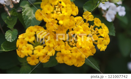 Golden Cluster of Lantana Blooms (Common lantana-Lantana camara) Golden Cluster of Lantana Blooms (Common lantana-Lantana camara) 121007742