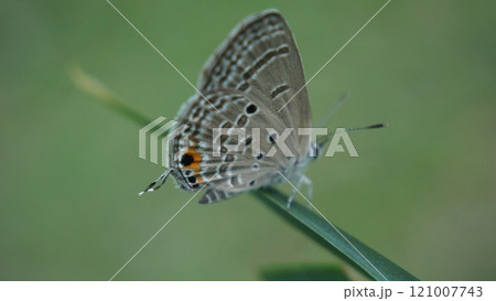 Delicate Butterfly Perched on a Leaf Delicate Butterfly Perched on a Leaf 121007743